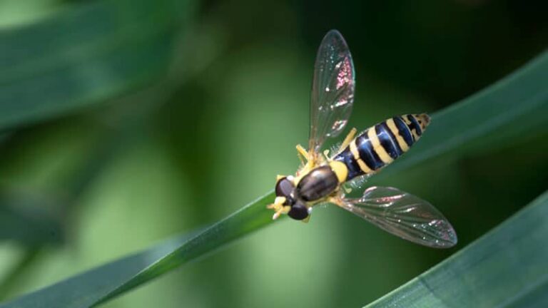 How To Get Rid Of Hoverflies