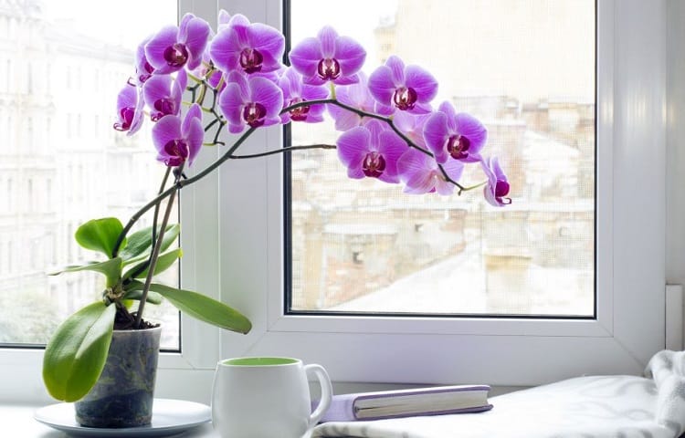 indoor orchid