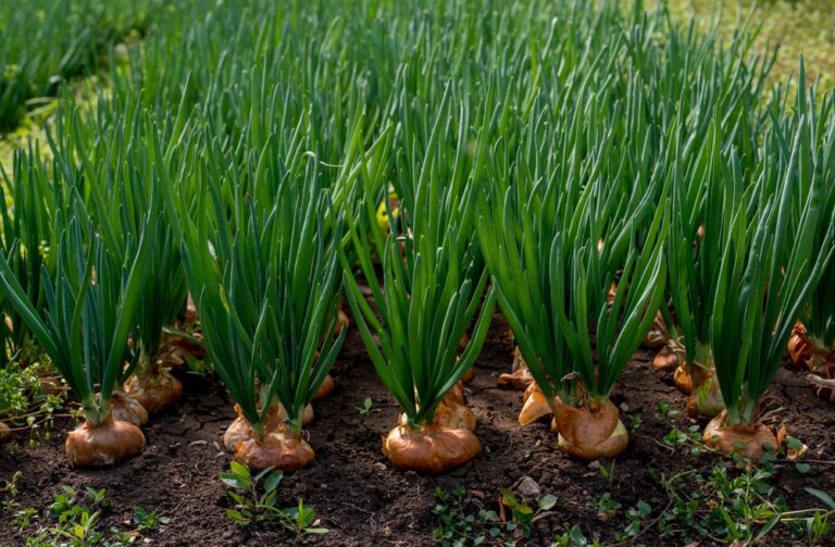 Do Onions Grow Underground?