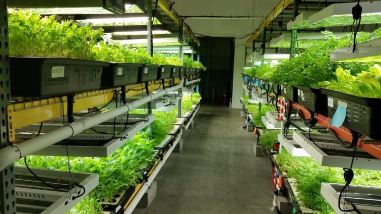 The Best Hydroponics Store to Buy your System