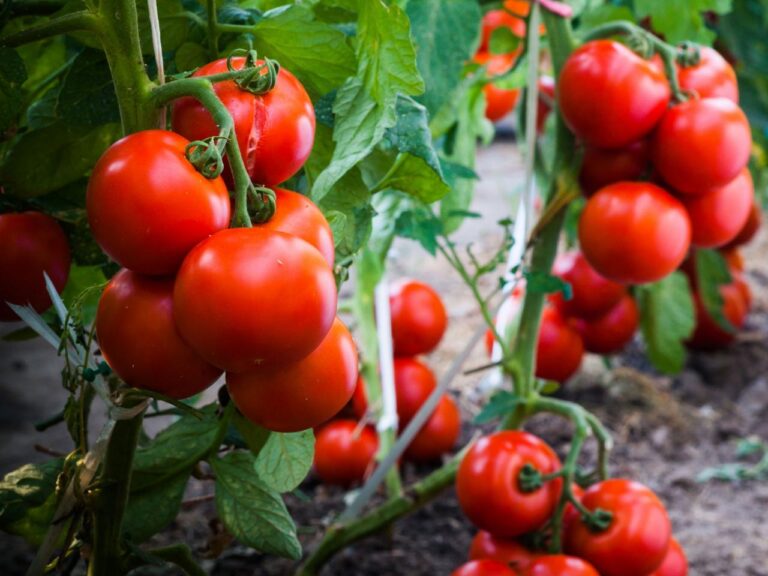 Complete Guide: Square Foot Garden Tomatoes