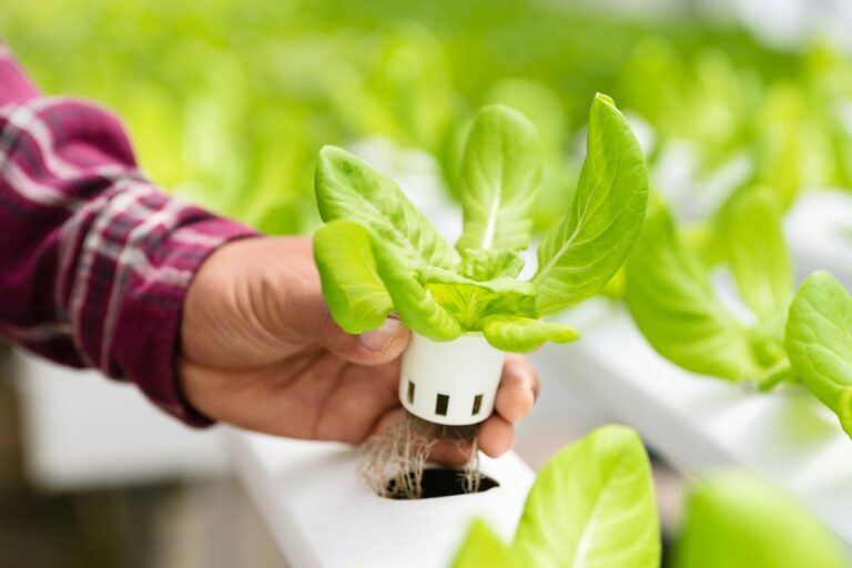 How to Troubleshoot a Hydroponics Growing System