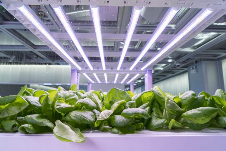 The Best Hydroponics Lights for Indoor Hydroculture