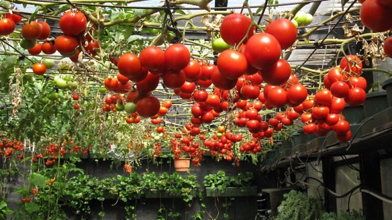 How to Grow Hydroponics Tomatoes