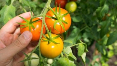 when to pick tomatoes
