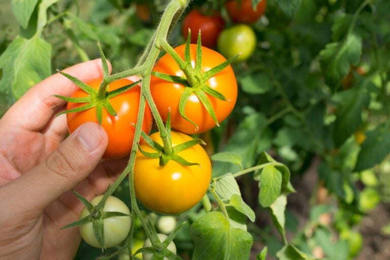 When to Pick Tomatoes
