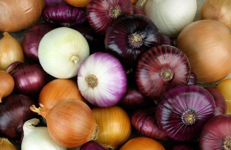 The Perfect Time to Harvest Onions