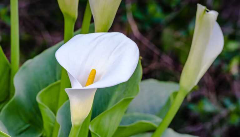 How to Care for Calla Lily Indoors