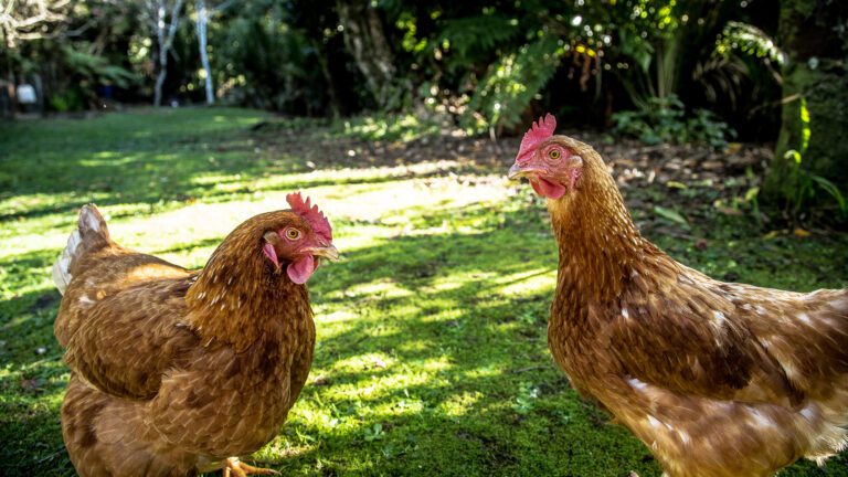 How to Raise Backyard Chickens – The Complete Guide