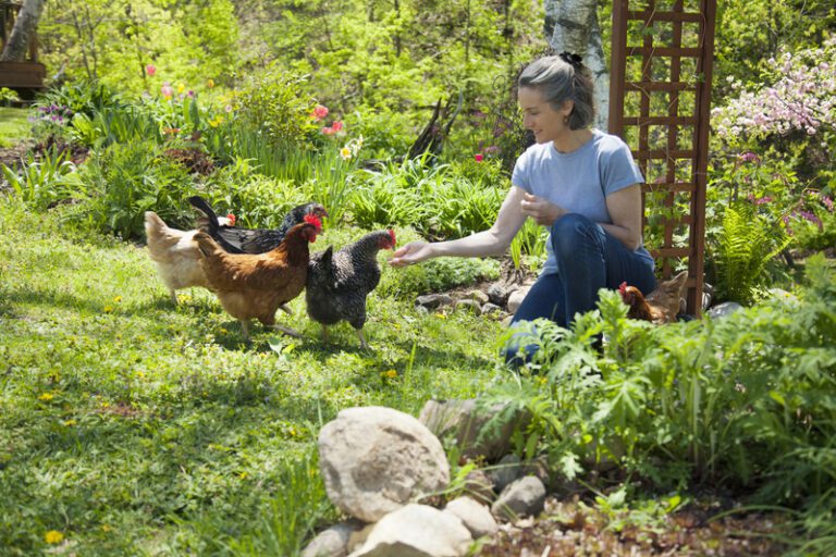 Garden with Chickens for an Impressive Growing Season