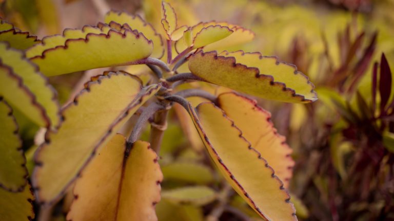 What’s the Difference Between Mother of Millions and Mother of Thousands?