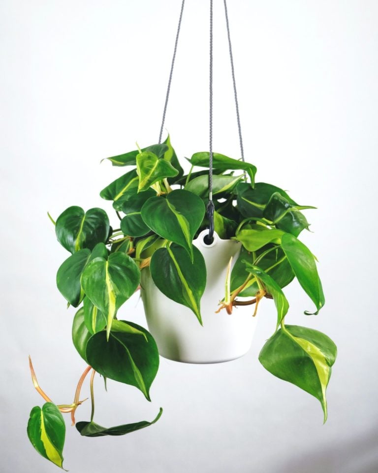 Exploring the Fascinating World of Rare Philodendron Species