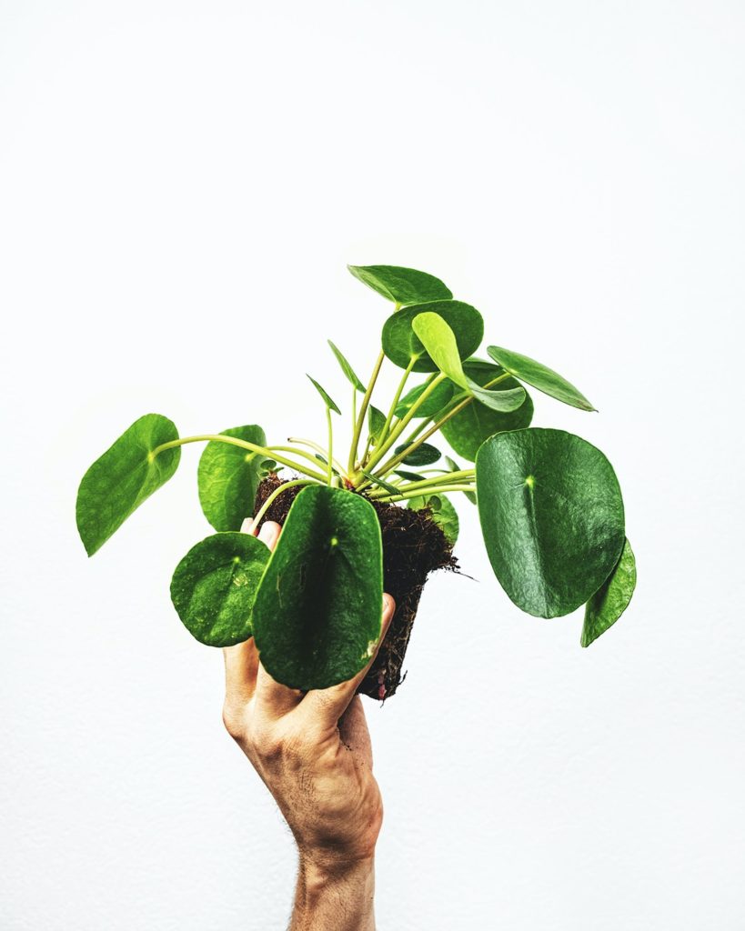 propagate pilea plants