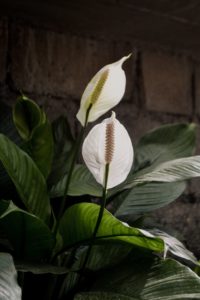 peace lily root rot