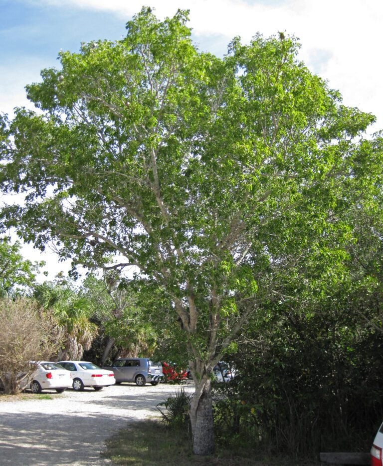 Mahogany Tree: A Comprehensive Guide to Growth, Uses, and Conservation