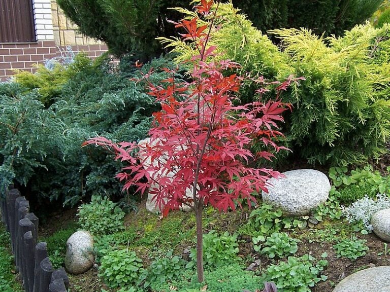 Acer Palmatum: The Ultimate Guide to Japanese Maple Tree Care