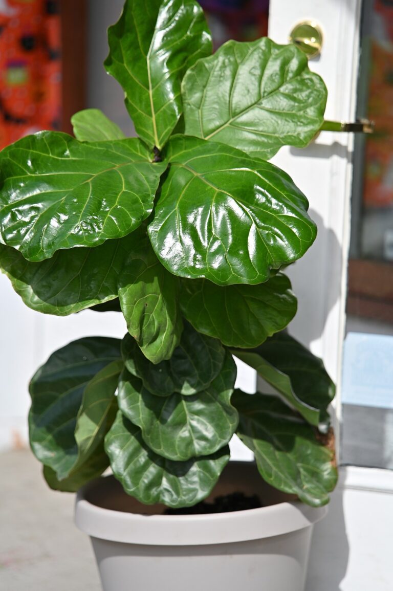 Ficus Lyrata: A Comprehensive Guide To Growing And Caring For The Fiddle-Leaf Fig Plant