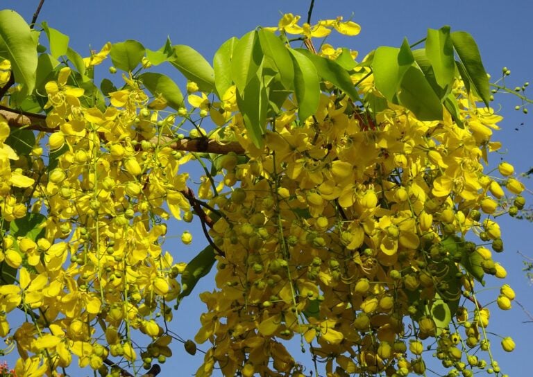 Cassia Fistula: Unveiling the Golden Shower Tree’s Benefits
