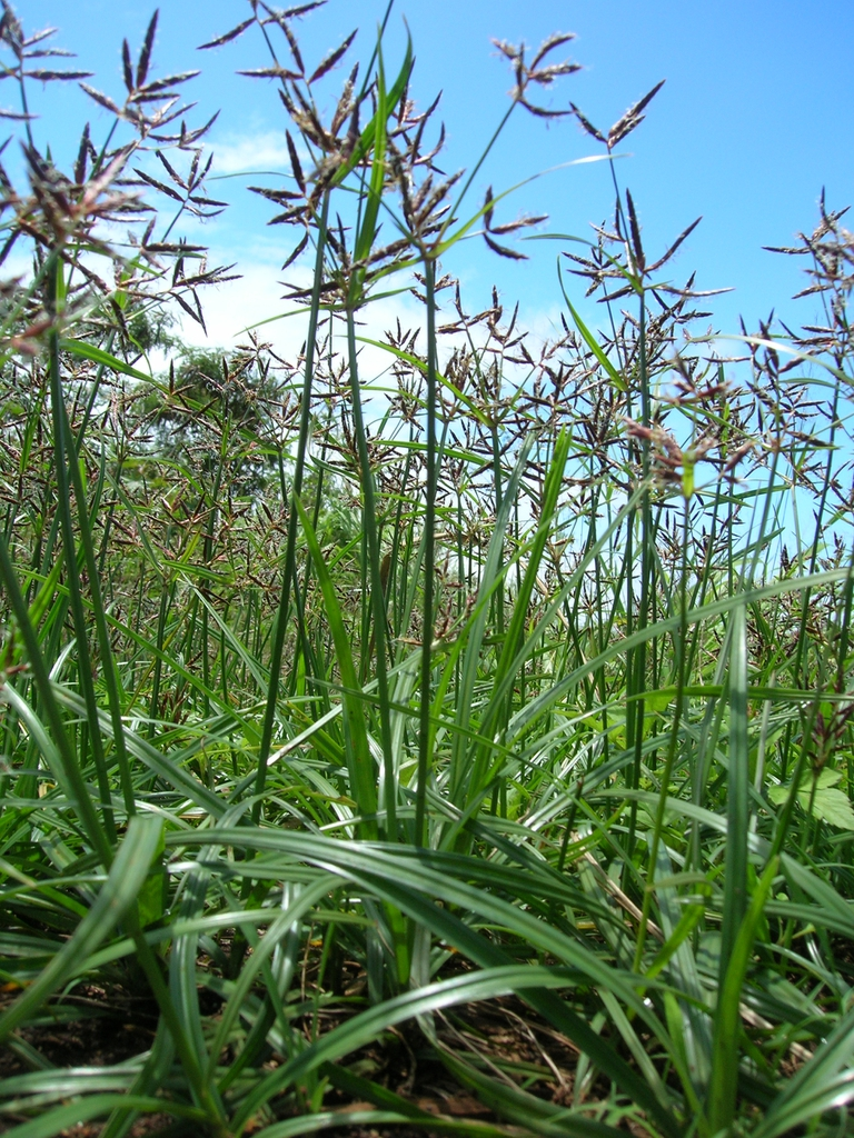 Nut Grass: Uncovering Effective Control Methods