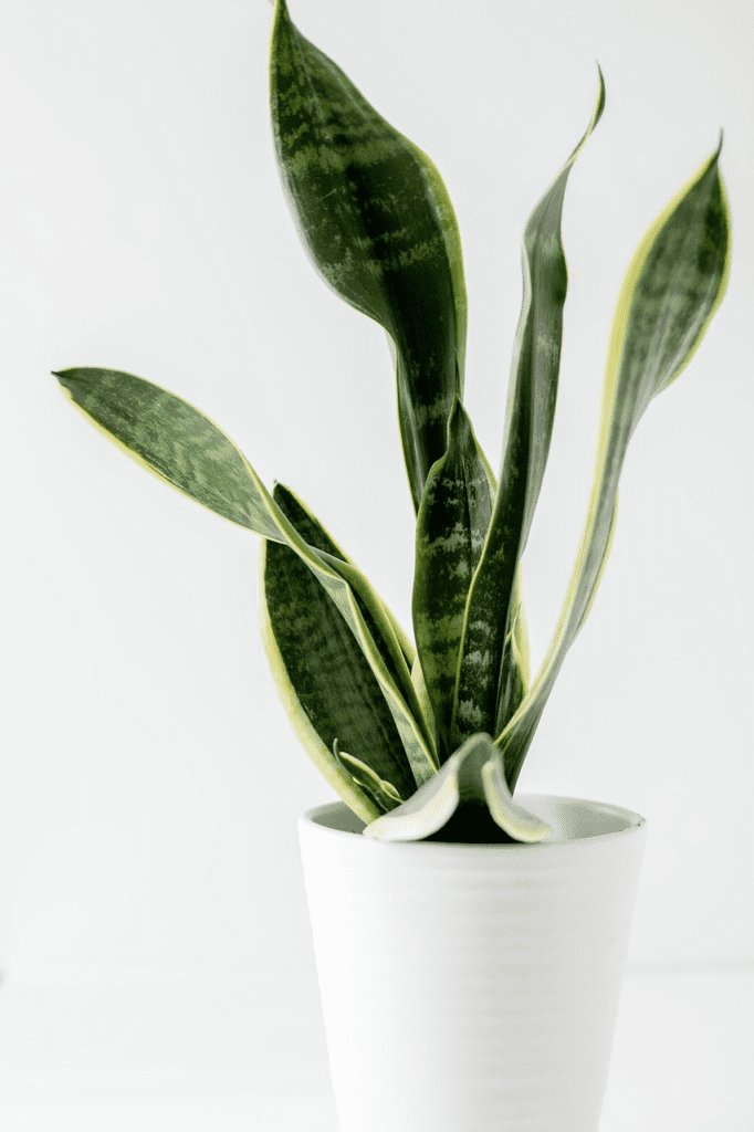 Repotting Snake Plant: A Quick and Easy Guide