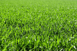 best fertilizer for grass