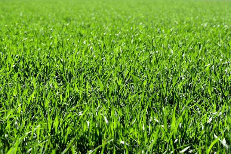 Best Fertilizer for Grass:  Great Tips for General Fertilizers and Specific Lawn Types