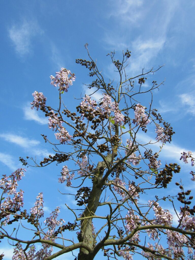Paulownia: Quickly learn about this Beautiful, Fast-Growing and Versatile Tree Species