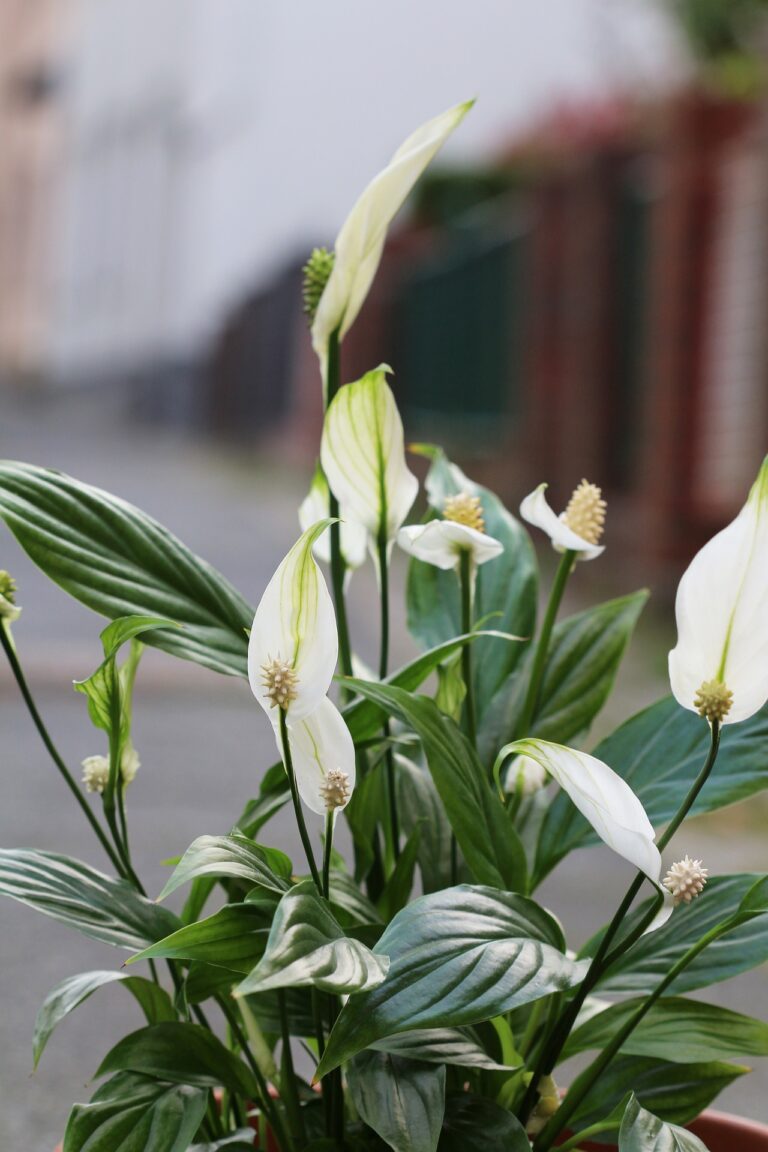 Spathiphyllum Sensation: A Comprehensive Guide to Care and Maintenance