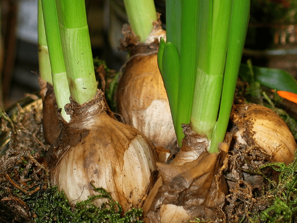 Growing Onions Indoors