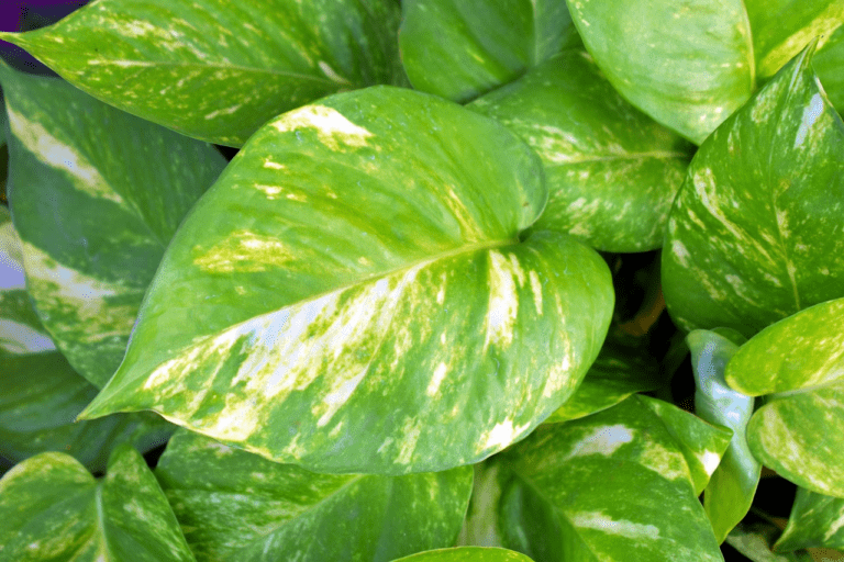 Golden Money Plant Care and Interesting Facts