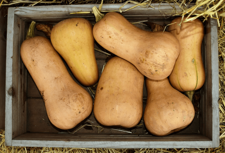 A Guide on When To Harvest Butternut Squash
