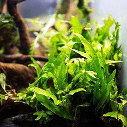 Java Fern Growth and Care
