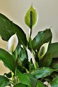 peace lily not flowering