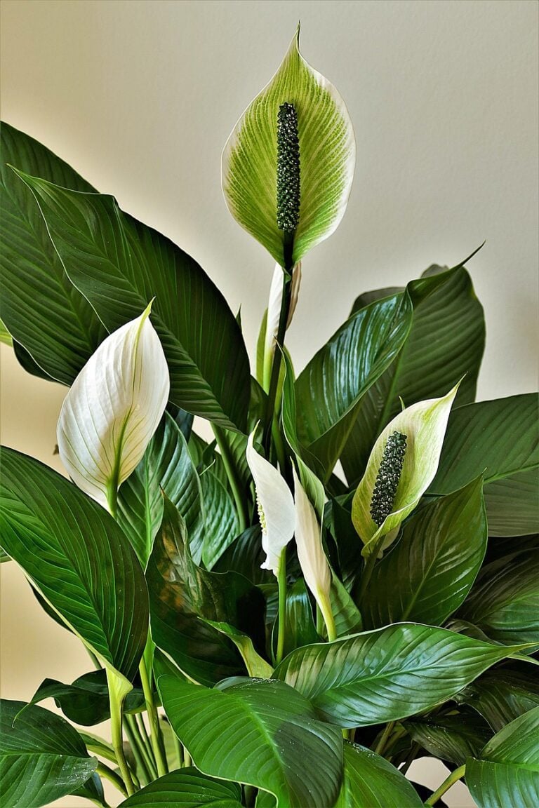 Peace Lily Not Flowering: Causes And Solutions For Blooms